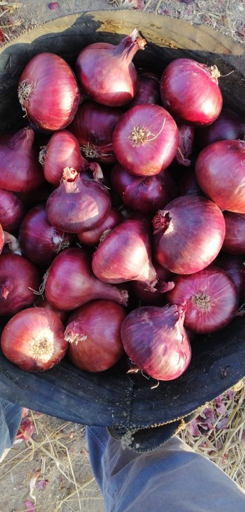 Product image - We are  ( Kemet farms )  here  in Egypt 
we export all agricultural crops with high quality .
Fresh_onion 
● we can Delivery your request for any country
● Grade A
● packing : 10 , 15 or 25 kg 
● for Orders please send your message call Us +201271817478
● Export  manager
mrs/ Donia Mostafa
